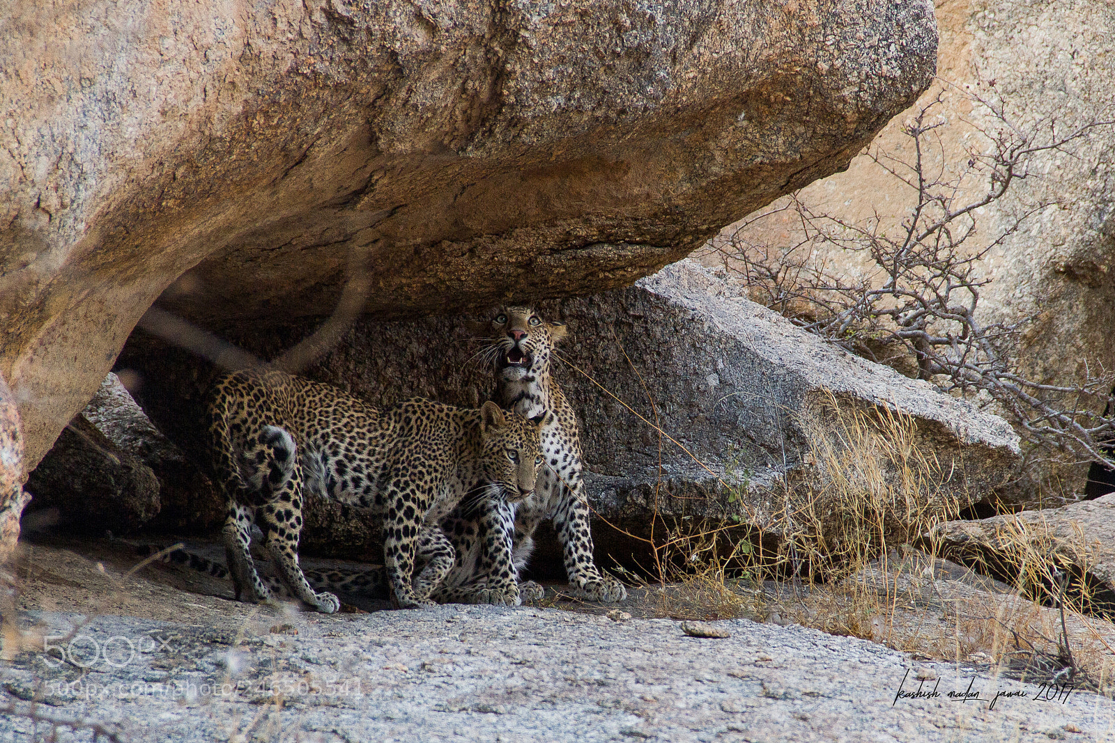 Canon EOS 7D sample photo. Leopard cubs of jawai photography