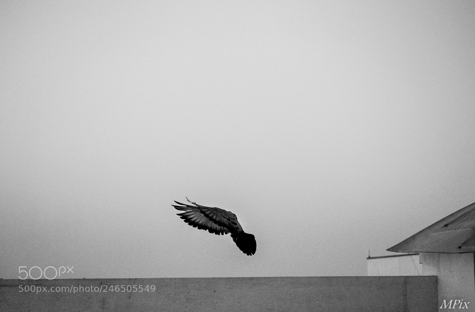 Nikon D3400 sample photo. Take flight! photography