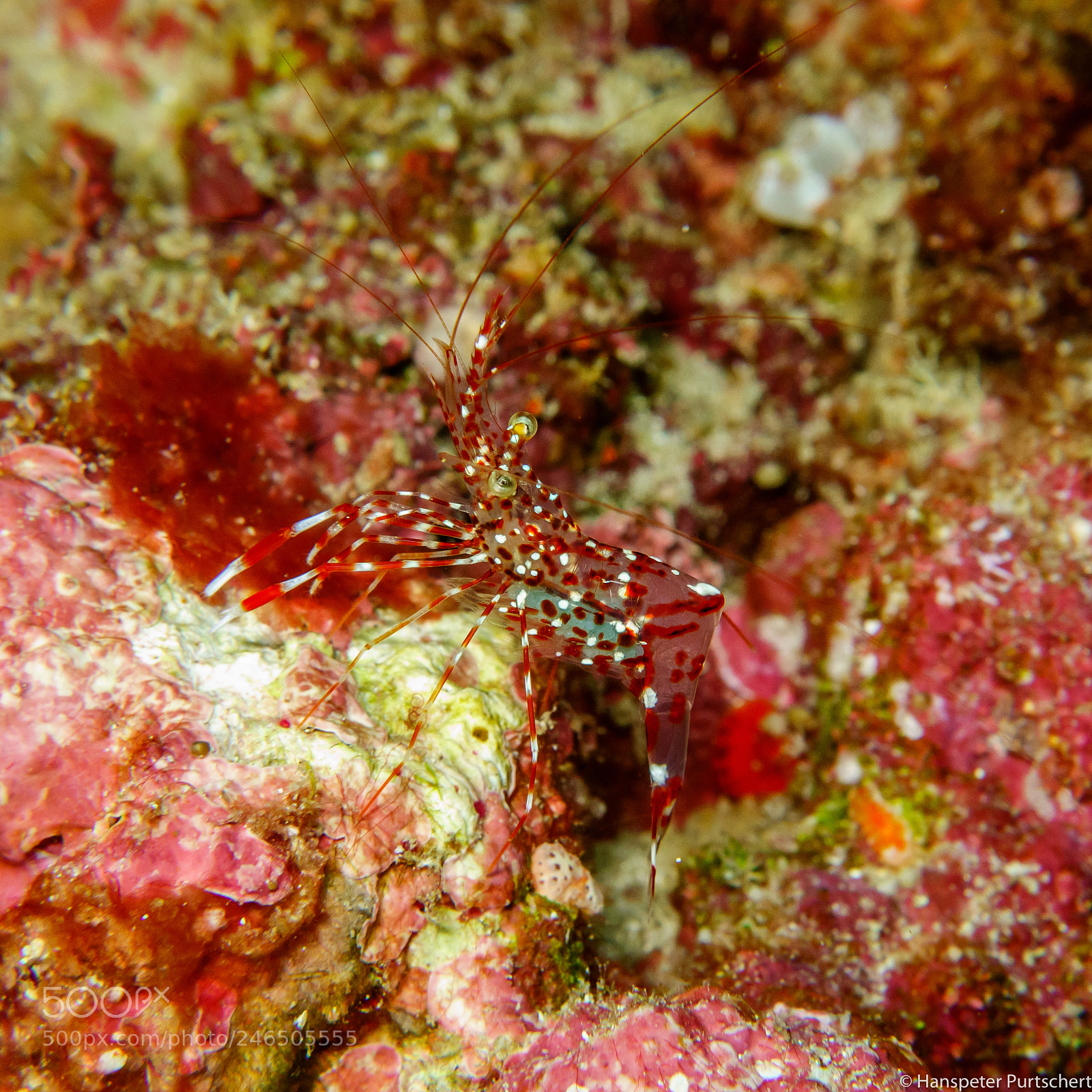 Sony Cyber-shot DSC-RX100 sample photo. Maldives cleaner shrimp photography