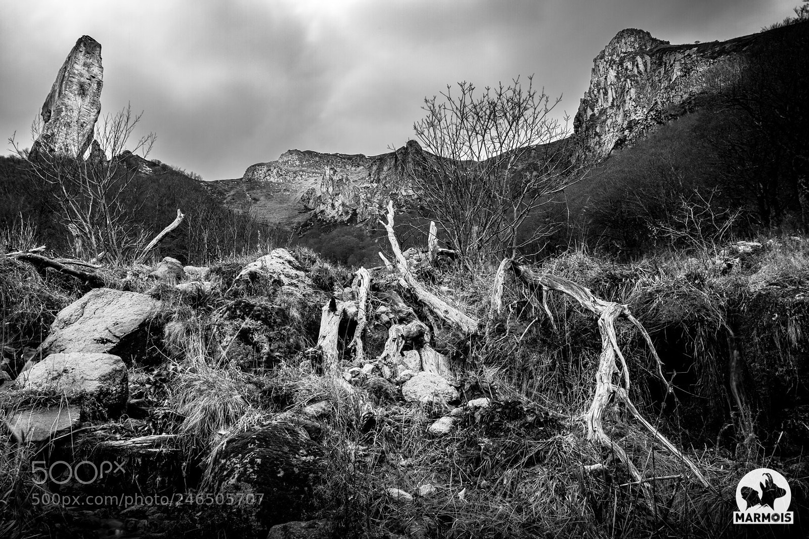 Canon EOS 7D sample photo. Dead wood photography