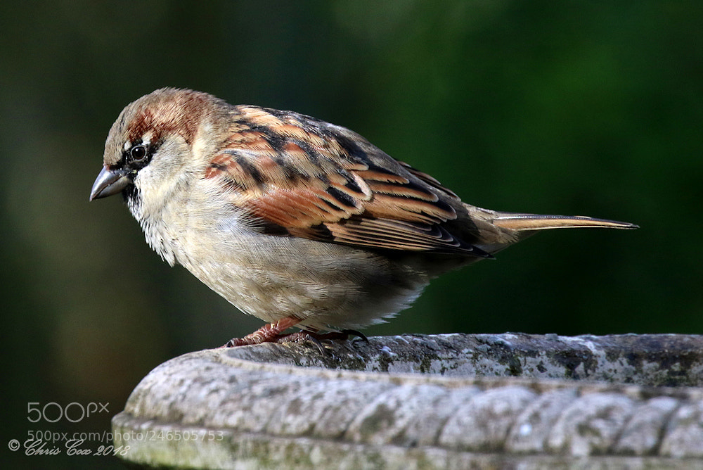 Canon EOS 7D Mark II sample photo. House sparrow photography