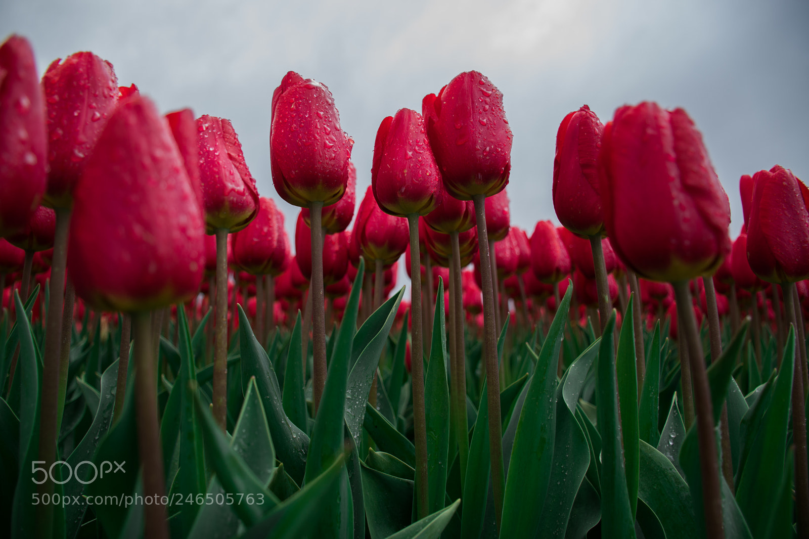 Nikon D5500 sample photo. Tulip after the rain photography