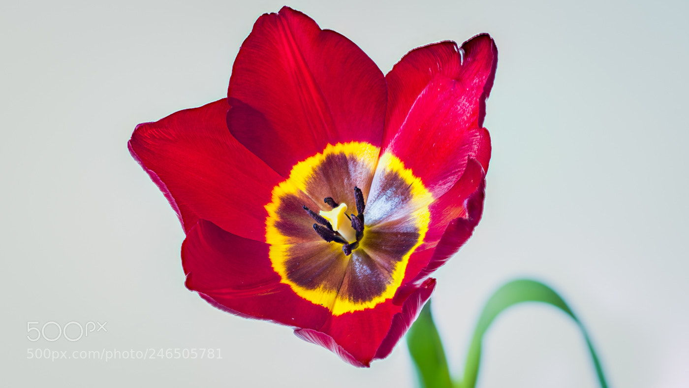 Canon EOS 6D sample photo. Valentine tulip photography