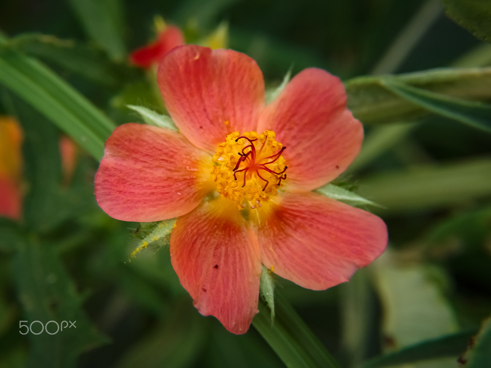 Fujifilm FinePix S4500 sample photo. A small flower photography