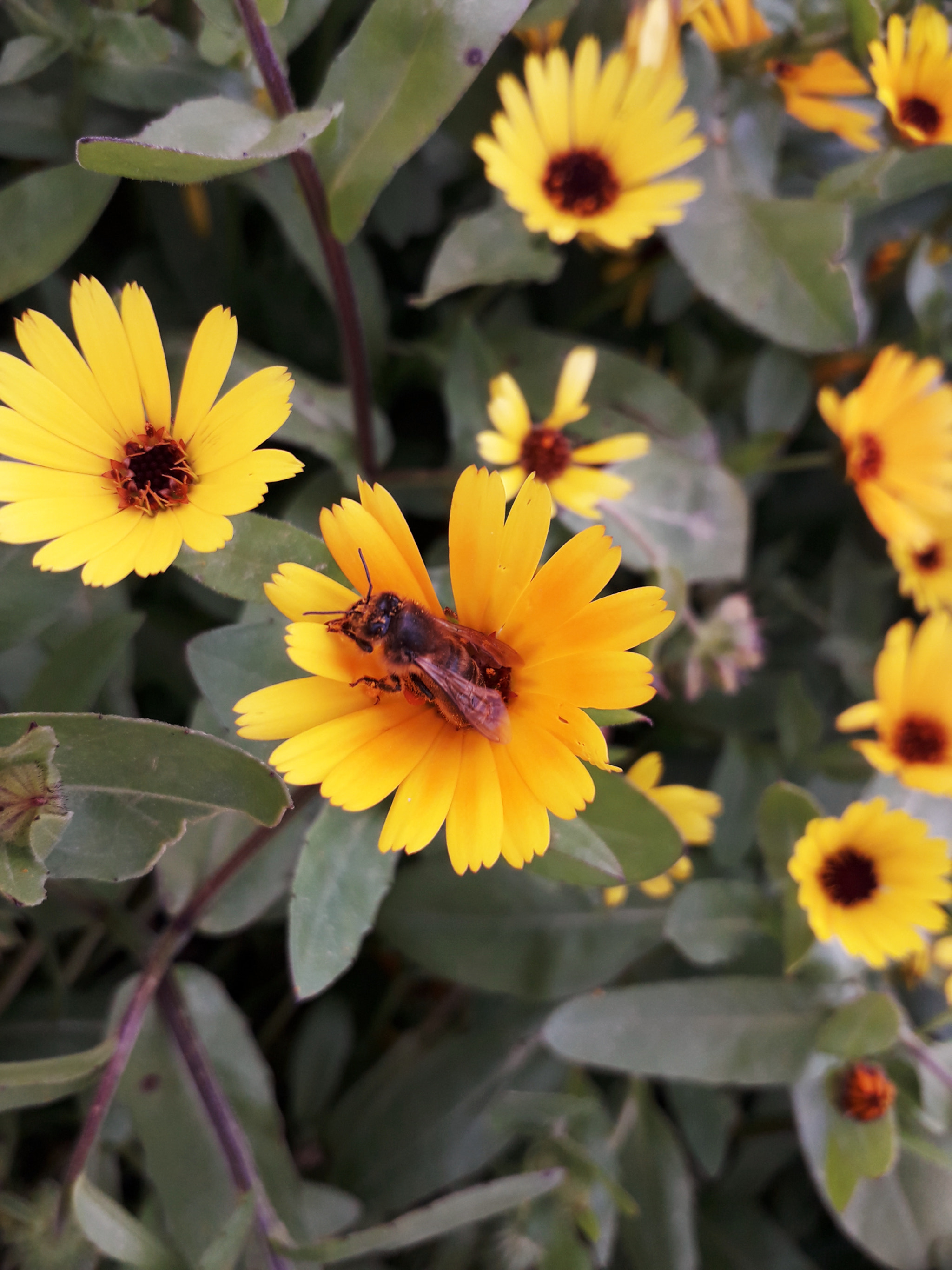 Samsung Galaxy J3 Pro sample photo