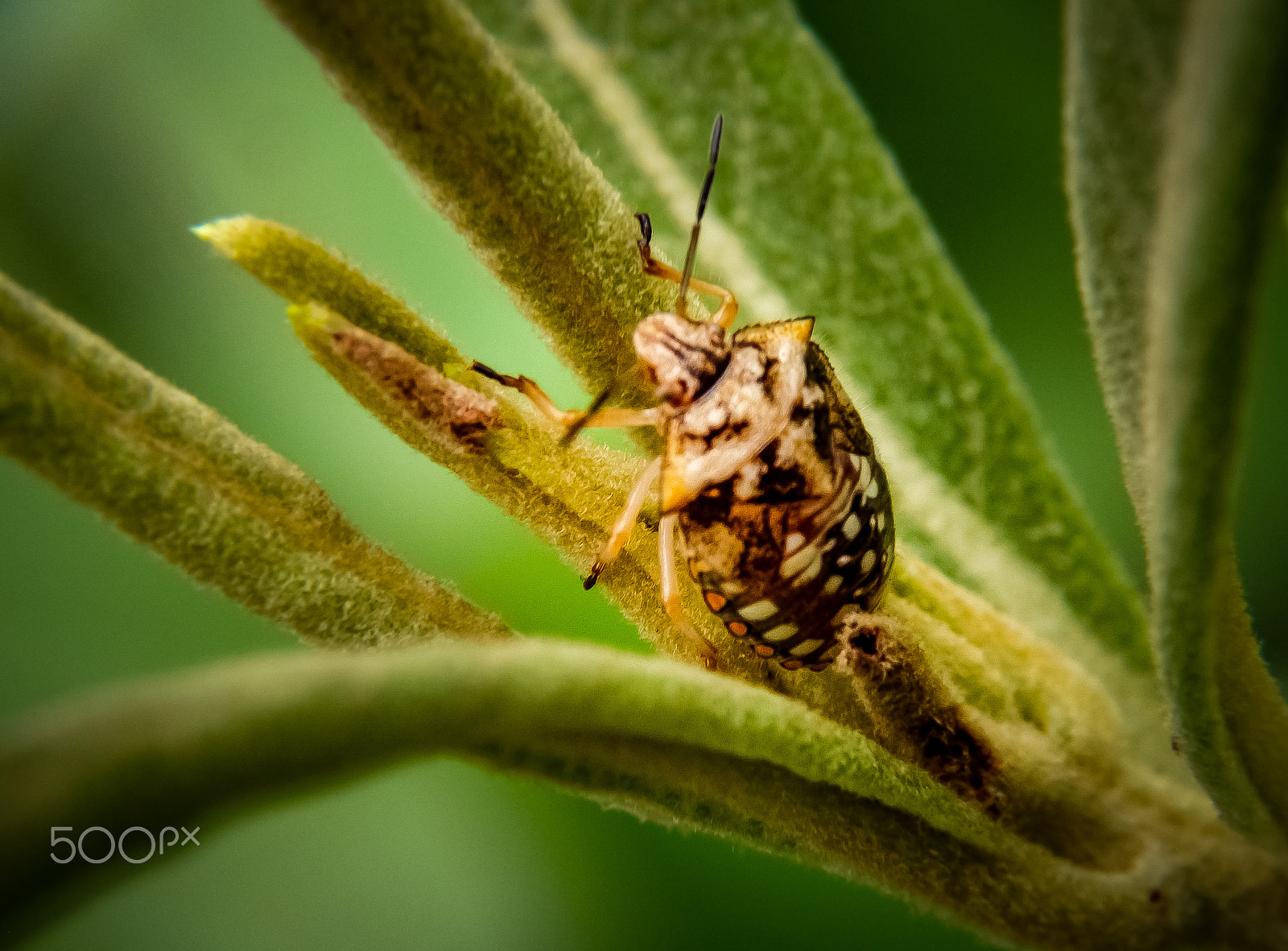 Fujifilm FinePix S4500 sample photo. Percevejo photography