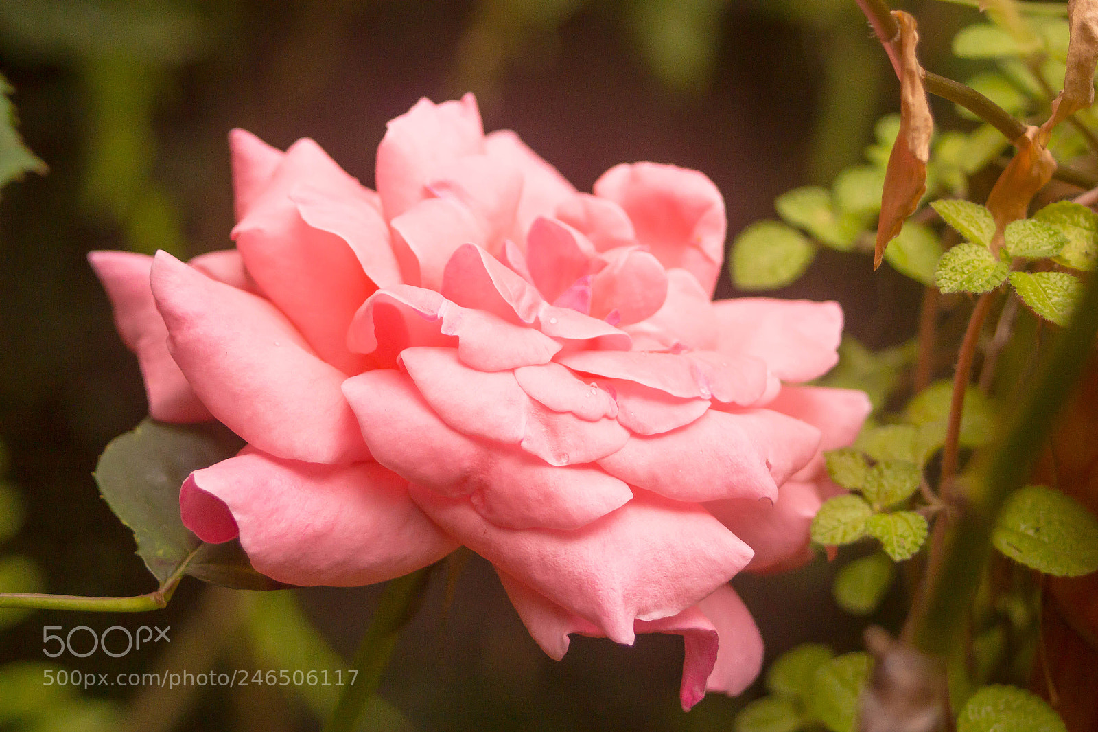 Canon EOS 550D (EOS Rebel T2i / EOS Kiss X4) sample photo. Rose i photography