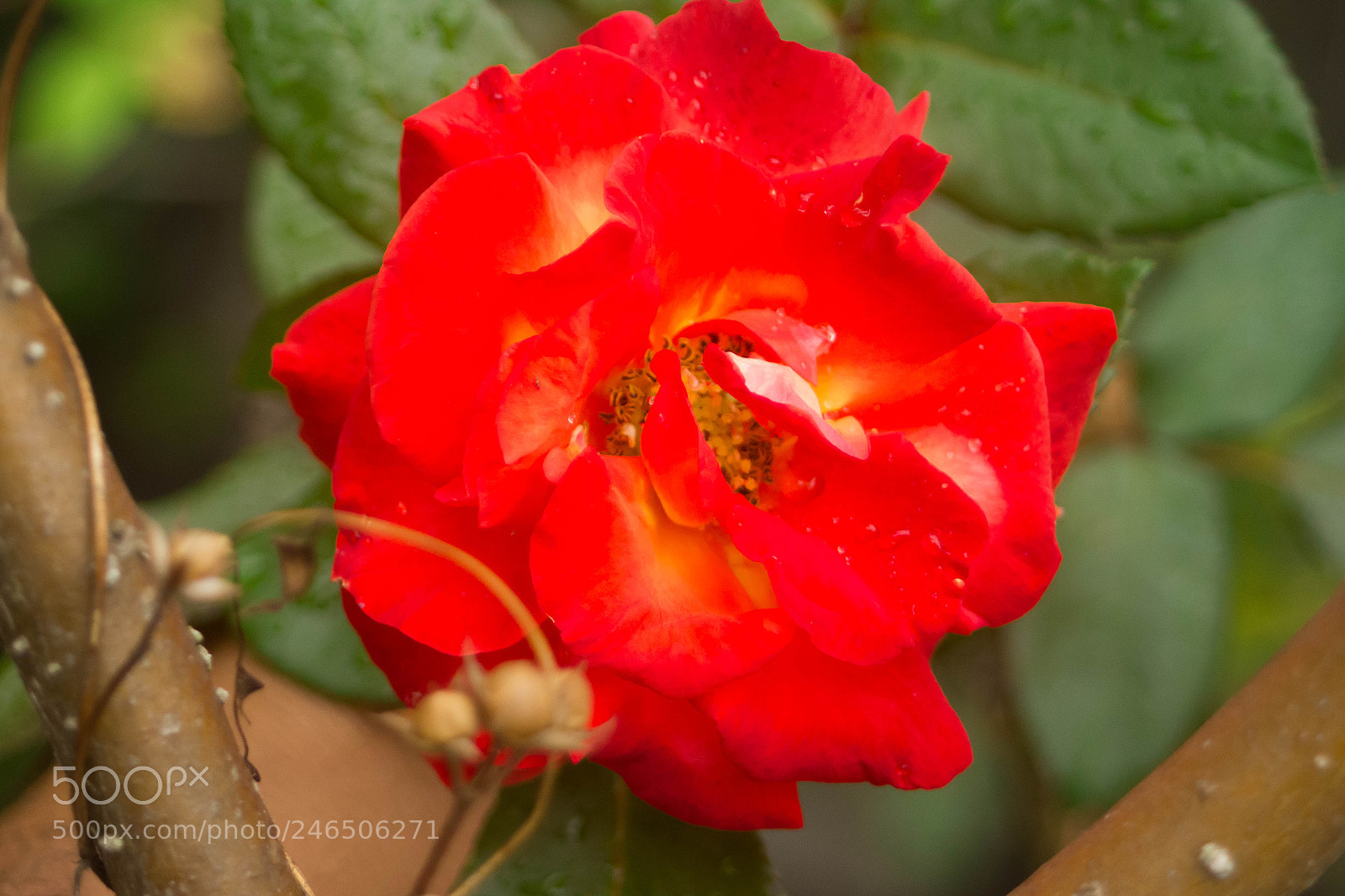 Canon EOS 550D (EOS Rebel T2i / EOS Kiss X4) sample photo. Rose ii photography
