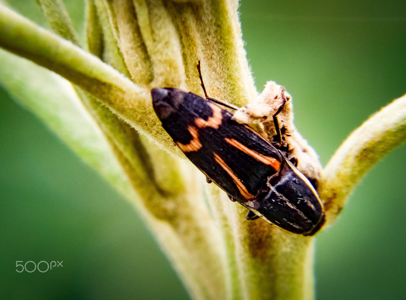 Fujifilm FinePix S4500 sample photo. A small insect photography