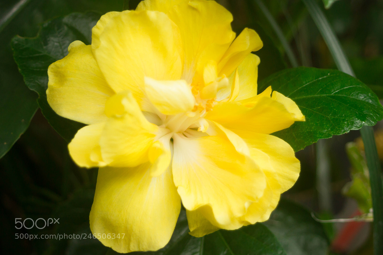 Canon EOS 550D (EOS Rebel T2i / EOS Kiss X4) sample photo. Yellow flower photography