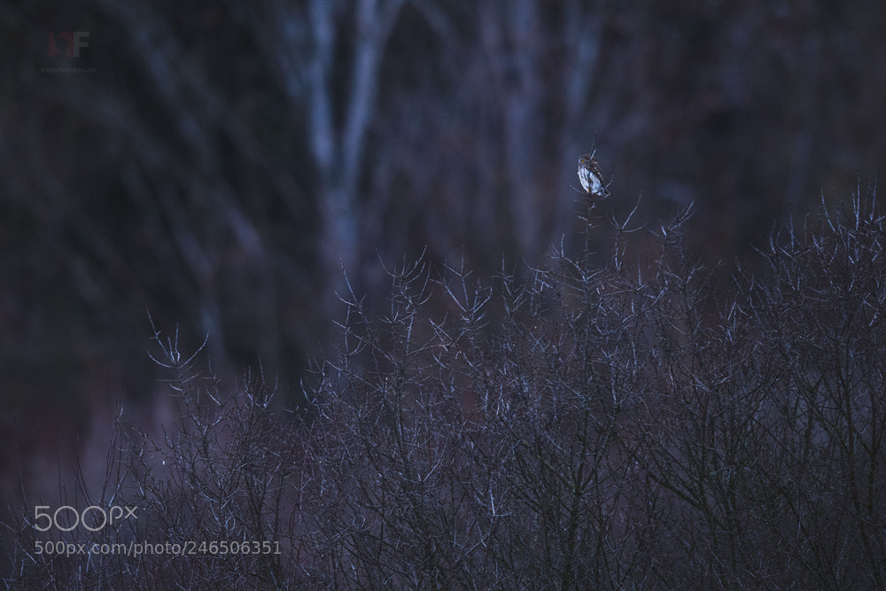 Nikon D850 sample photo. Pygmy owl photography