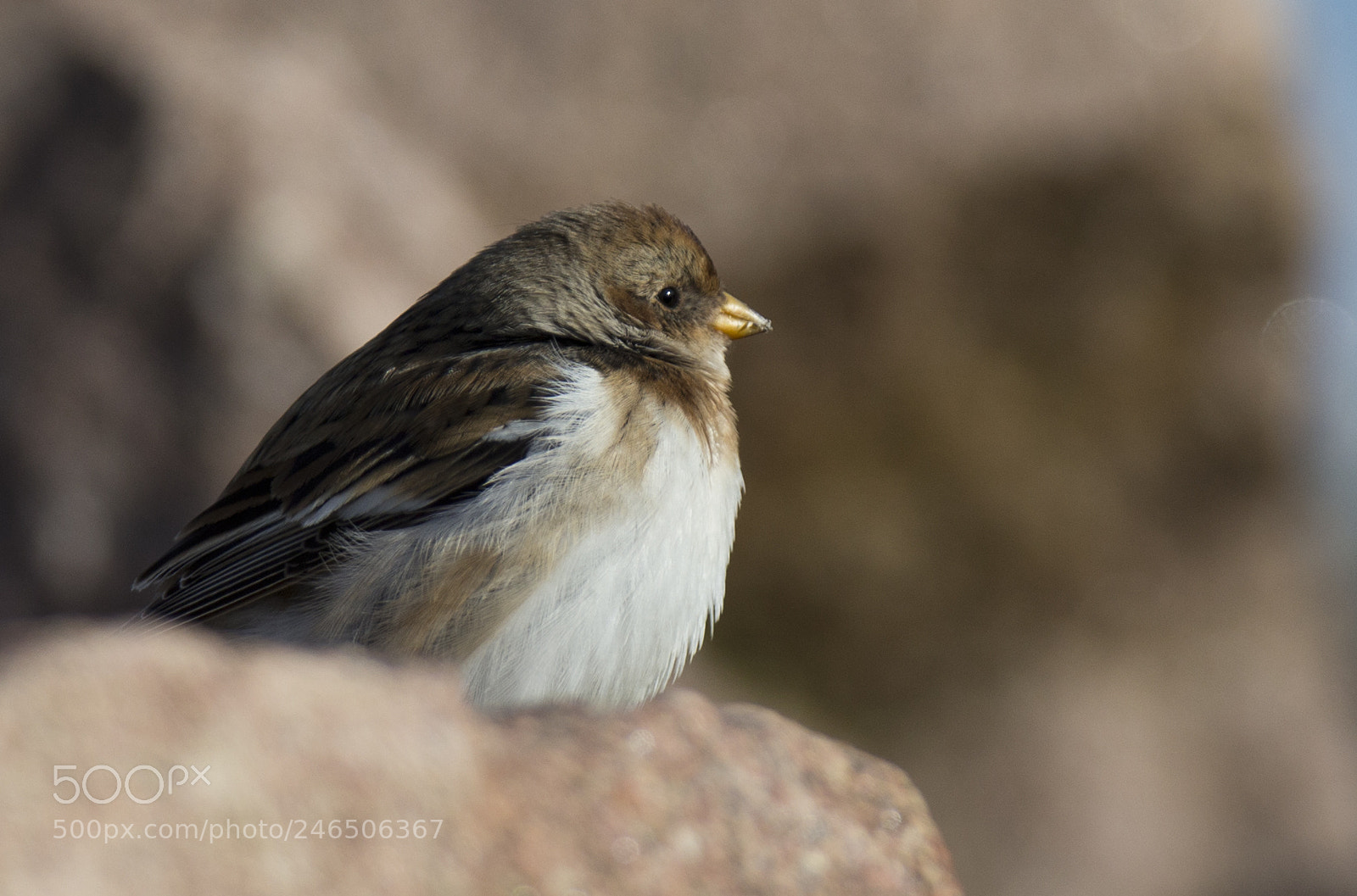 Canon EOS-1D X sample photo. Snow bunting photography