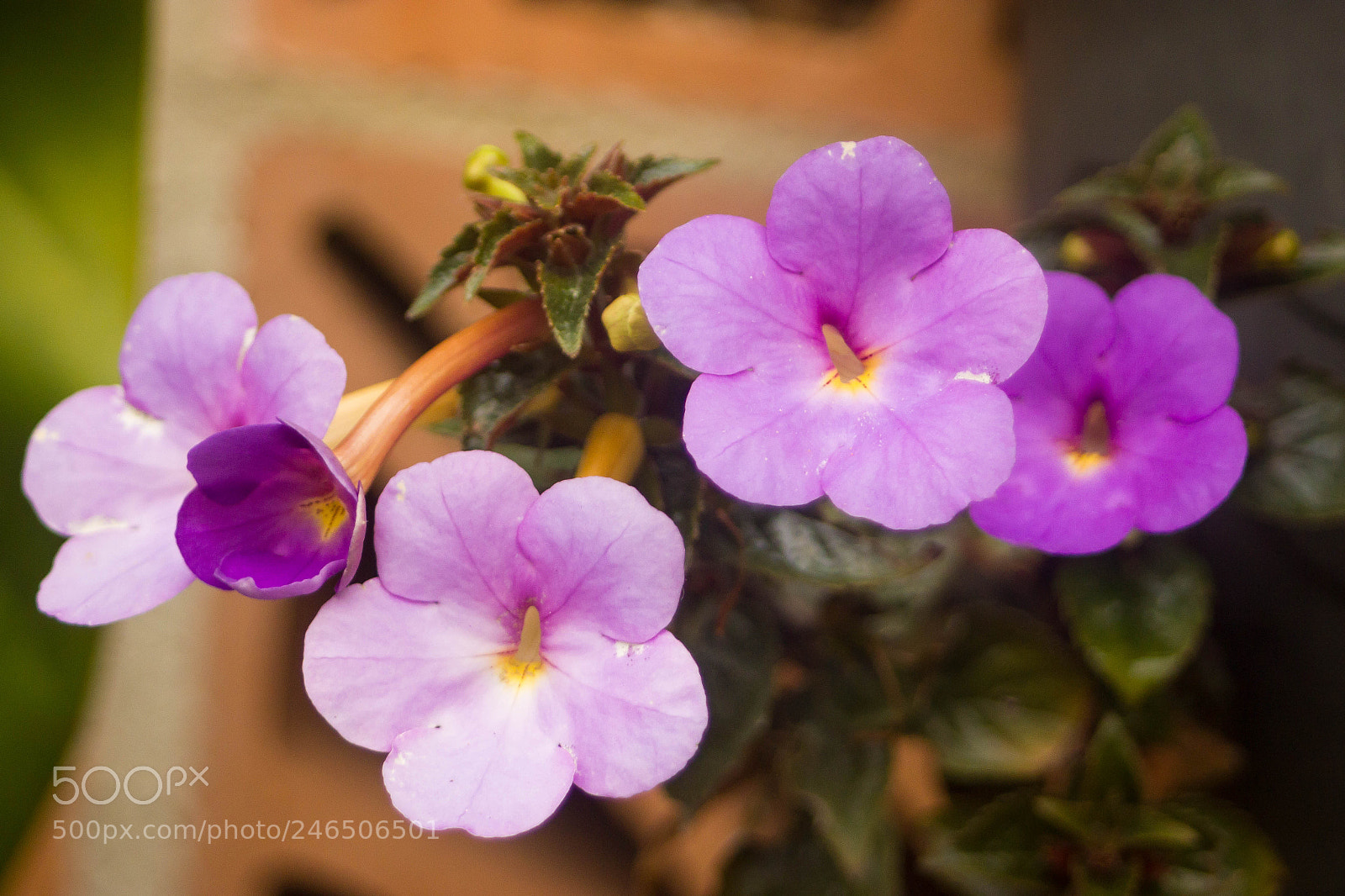 Canon EOS 550D (EOS Rebel T2i / EOS Kiss X4) sample photo. Pequena flor photography