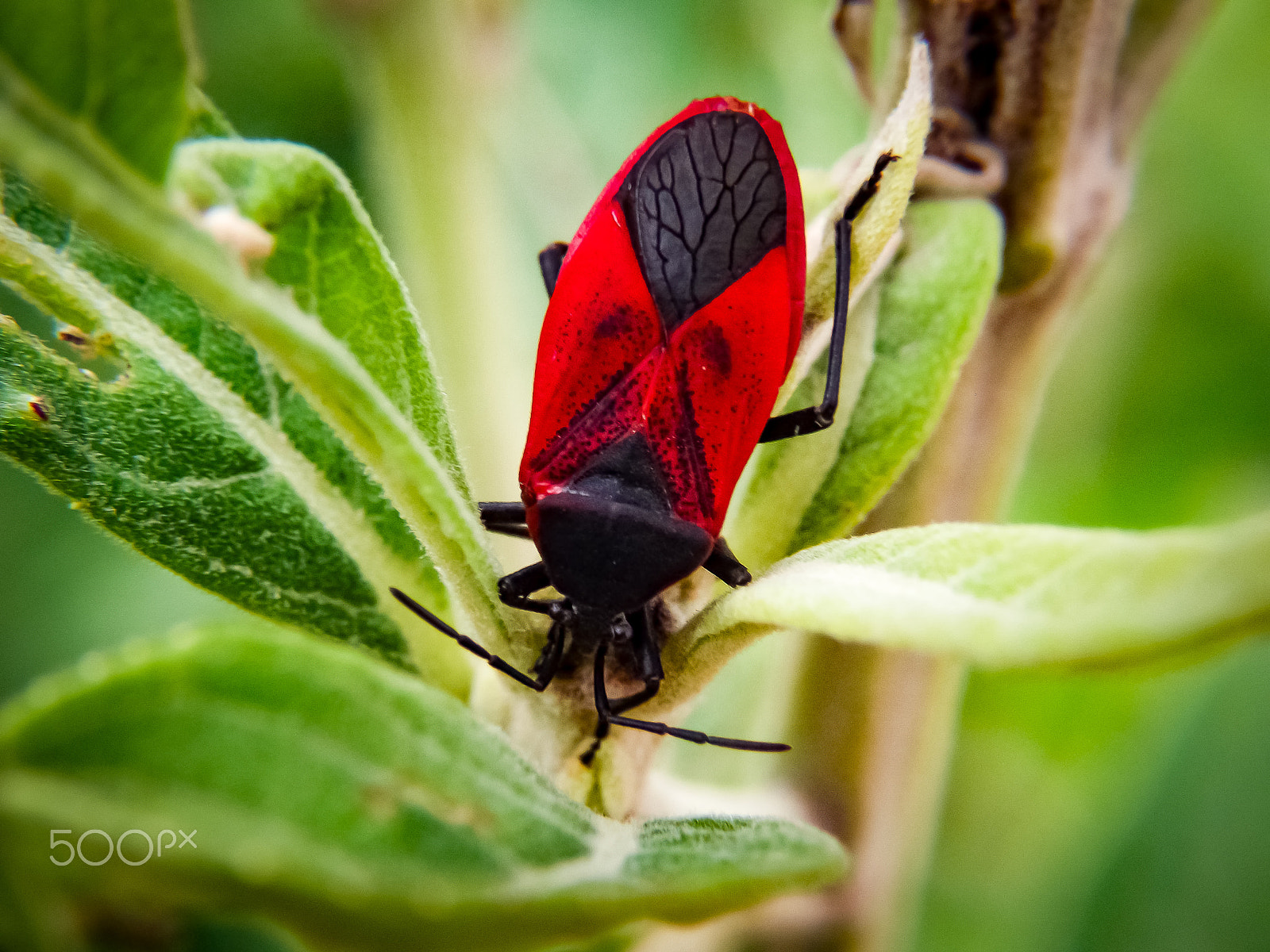 Fujifilm FinePix S4500 sample photo. A small insect photography