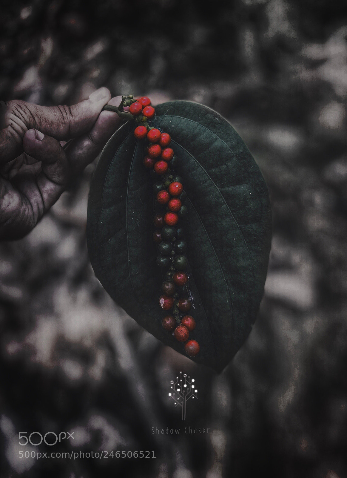 Apple iPhone X sample photo. Untitled photography