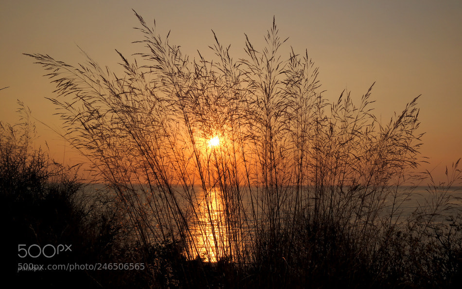 Samsung NX30 sample photo. ... photography
