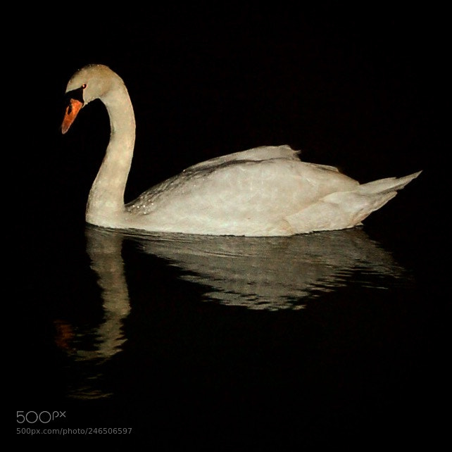 Nikon D50 sample photo. Cisne de mallorca photography