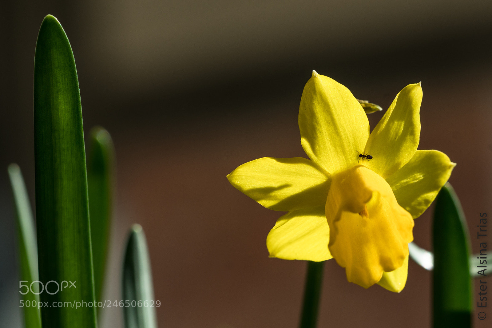 Sony a7R II sample photo. Una hormiguita photography