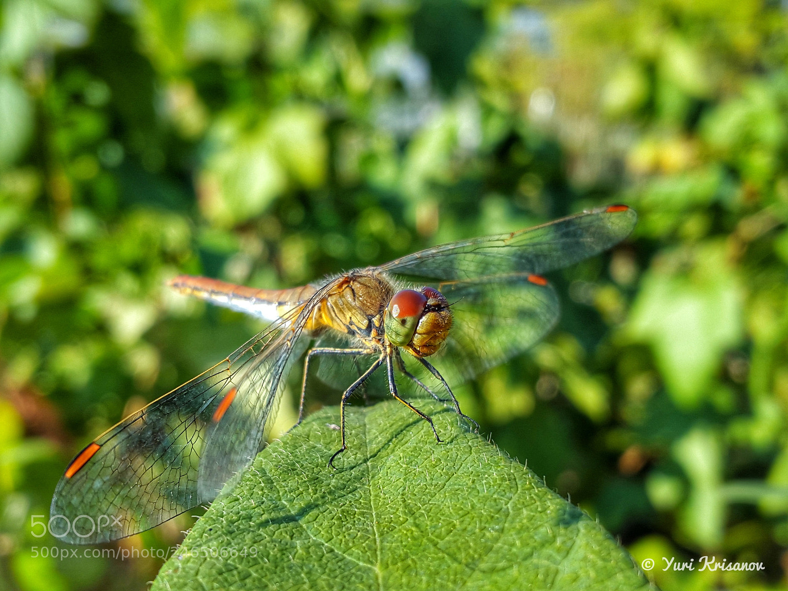 Samsung Galaxy Alpha sample photo. Dragonfly and leaf photography