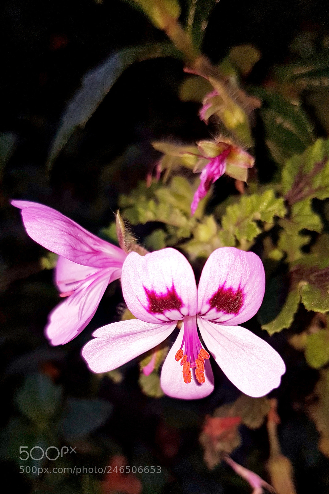 Samsung Galaxy S7 sample photo. Flower make a silly photography