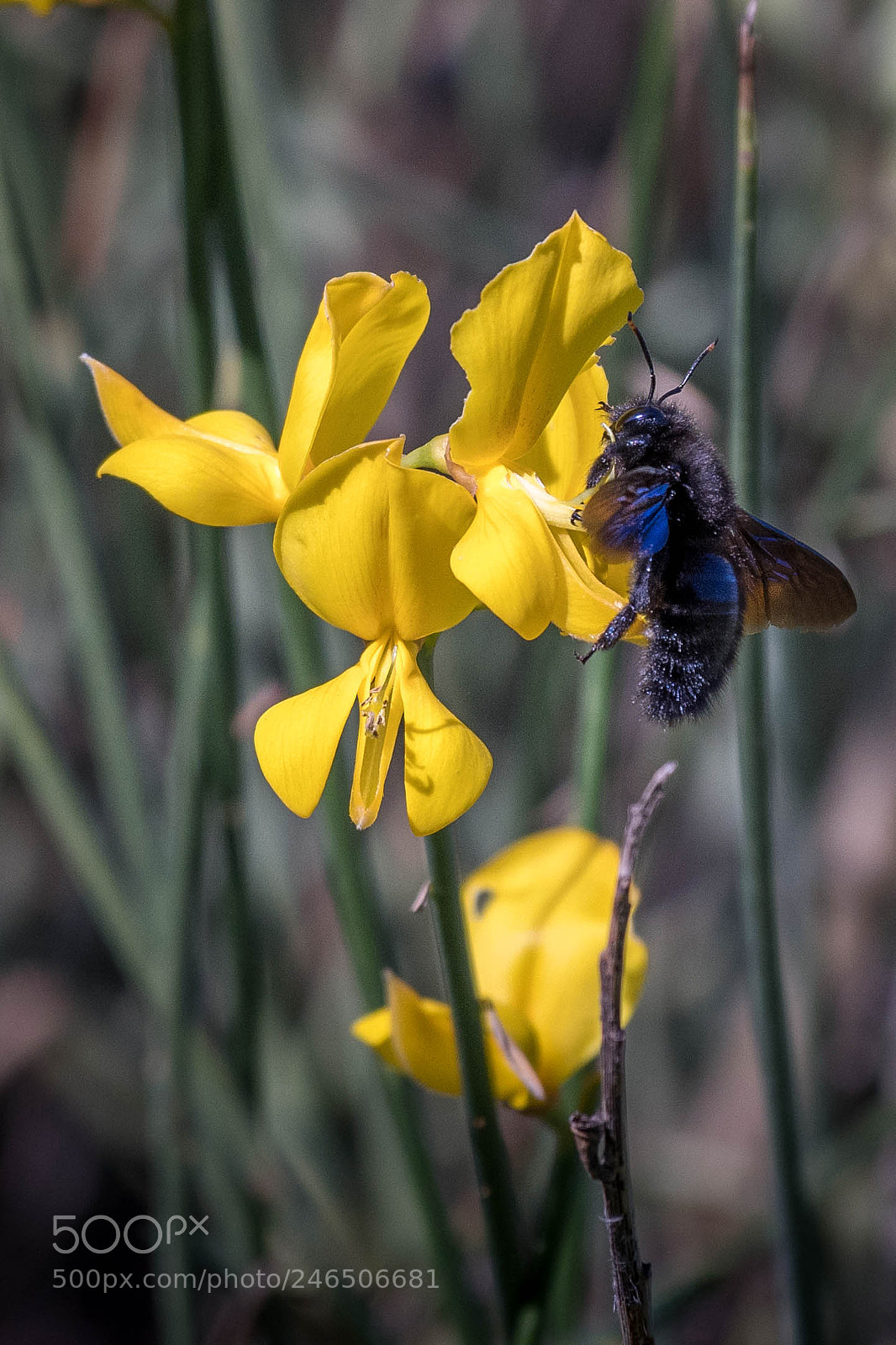 Nikon D500 sample photo. Beauty and the beast photography