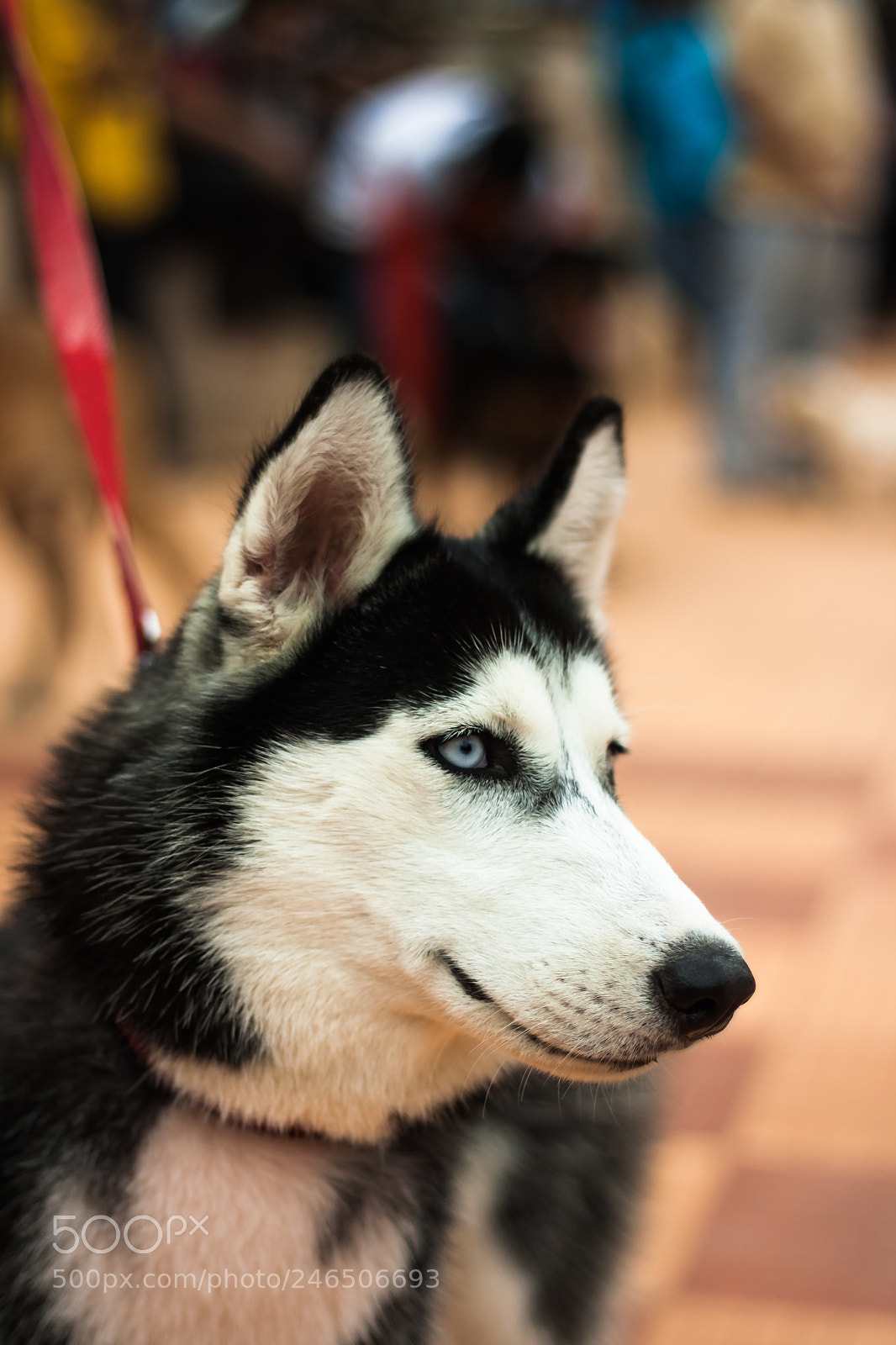 Canon EOS 1000D (EOS Digital Rebel XS / EOS Kiss F) sample photo. Husky photography