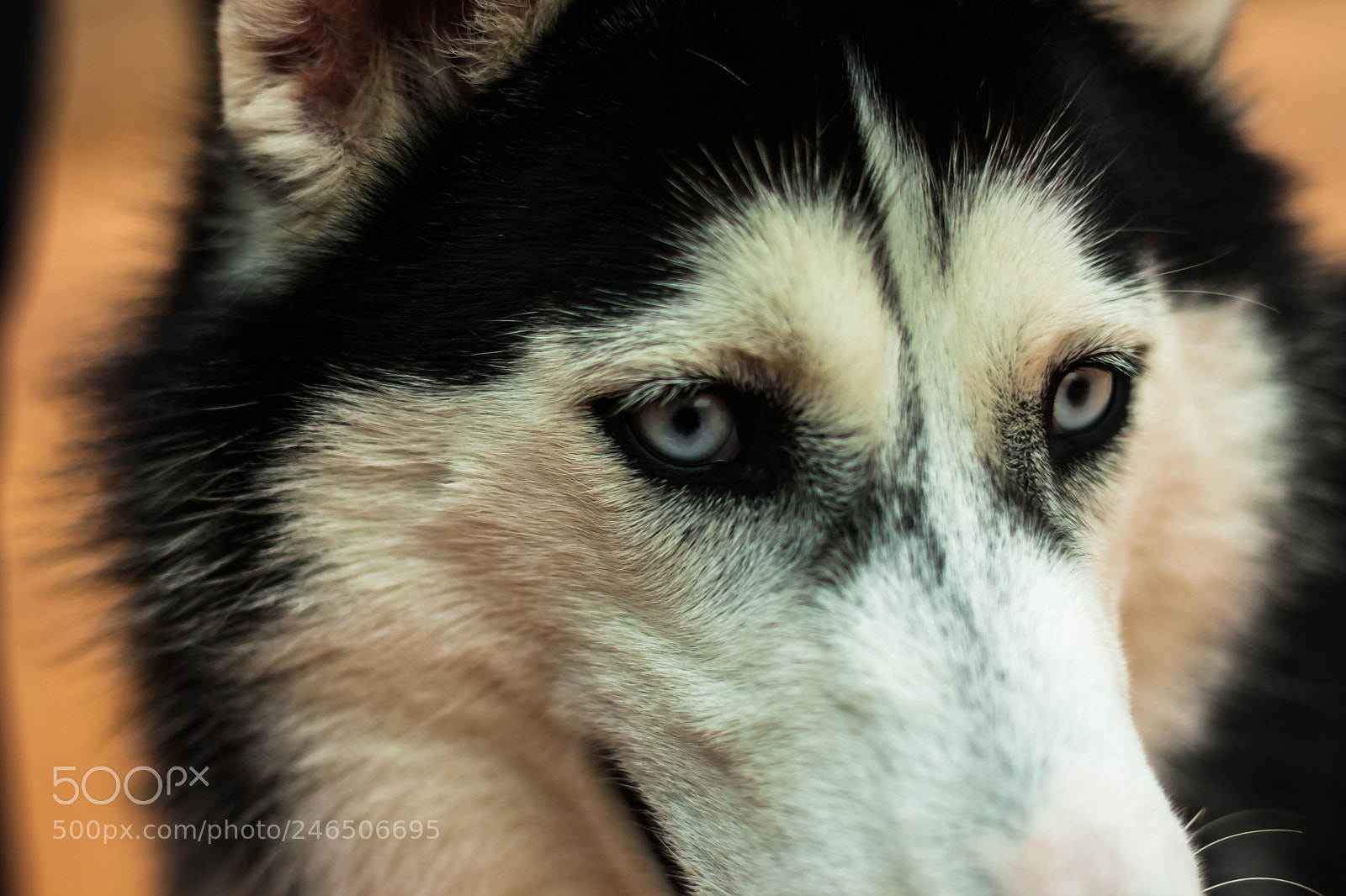 Canon EOS 1000D (EOS Digital Rebel XS / EOS Kiss F) sample photo. Husky photography