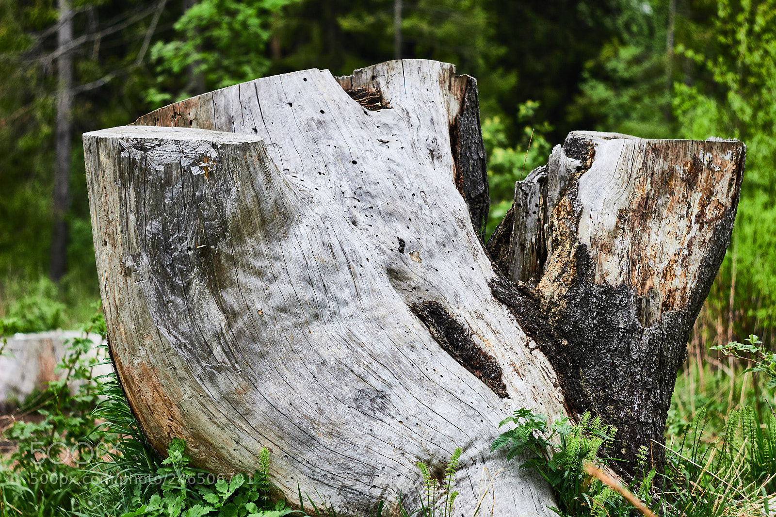Canon EOS 60D sample photo. Stump photography