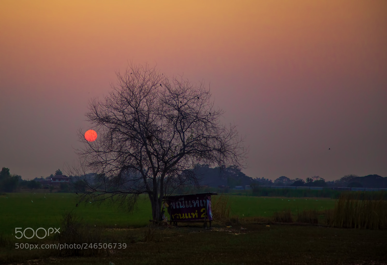Canon EOS 6D sample photo. Rice farm sunset mm photography