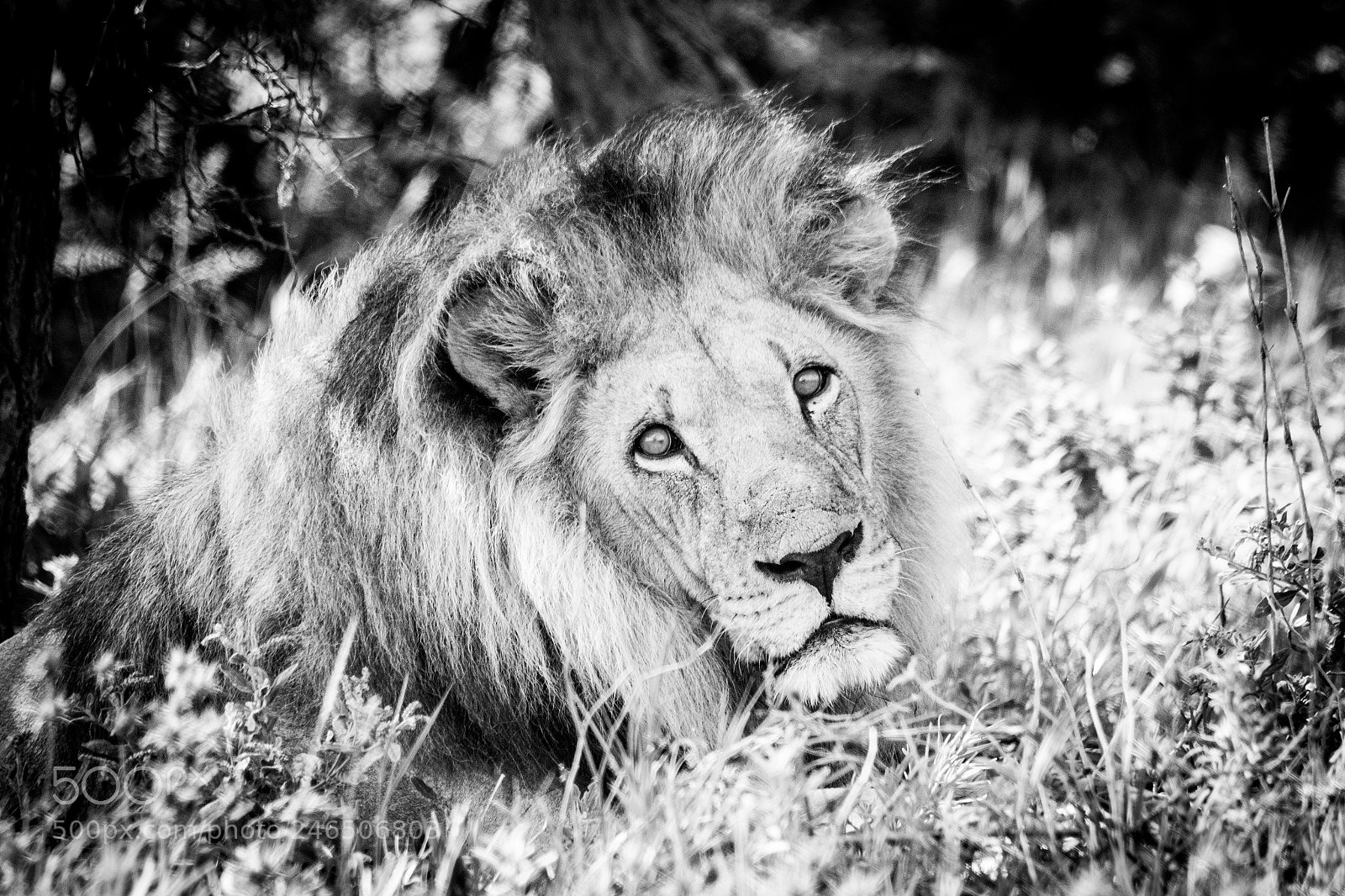 Canon EOS 7D Mark II sample photo. Nxai king photography