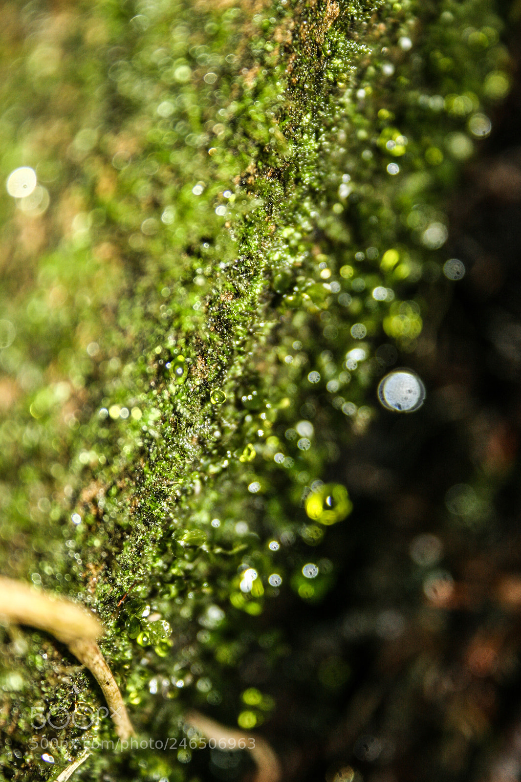Canon EOS 400D (EOS Digital Rebel XTi / EOS Kiss Digital X) sample photo. Green algae photography