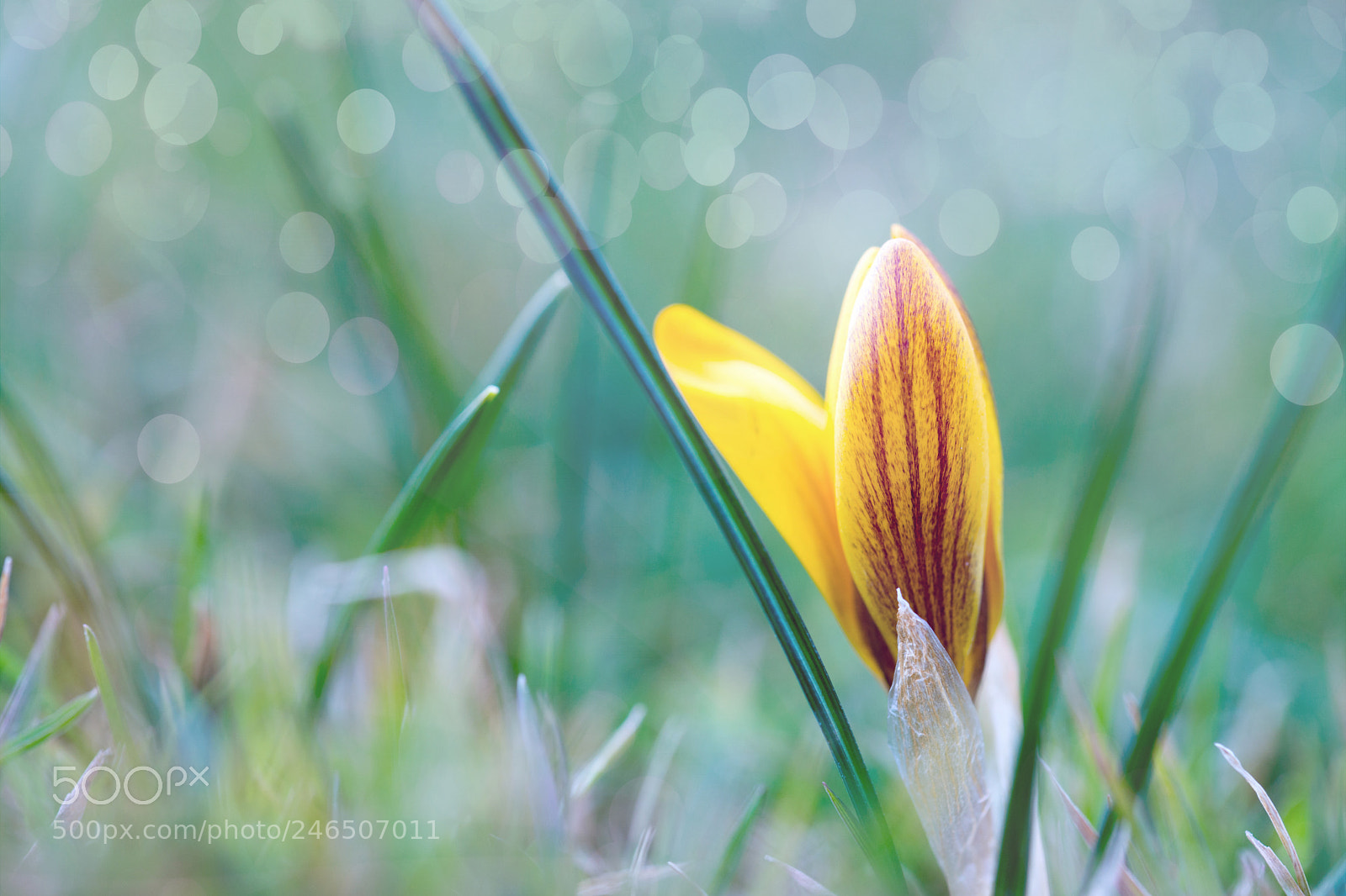 Sony SLT-A99V sample photo. Crocus photography