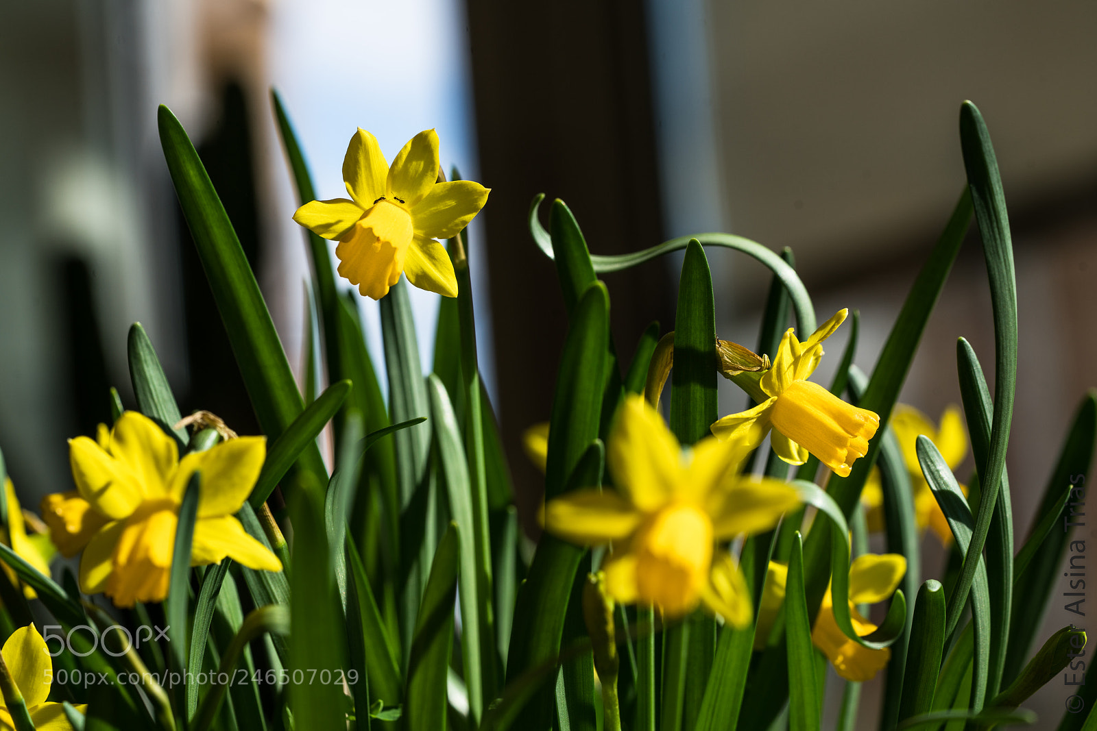 Sony a7R II sample photo. Narcisos photography