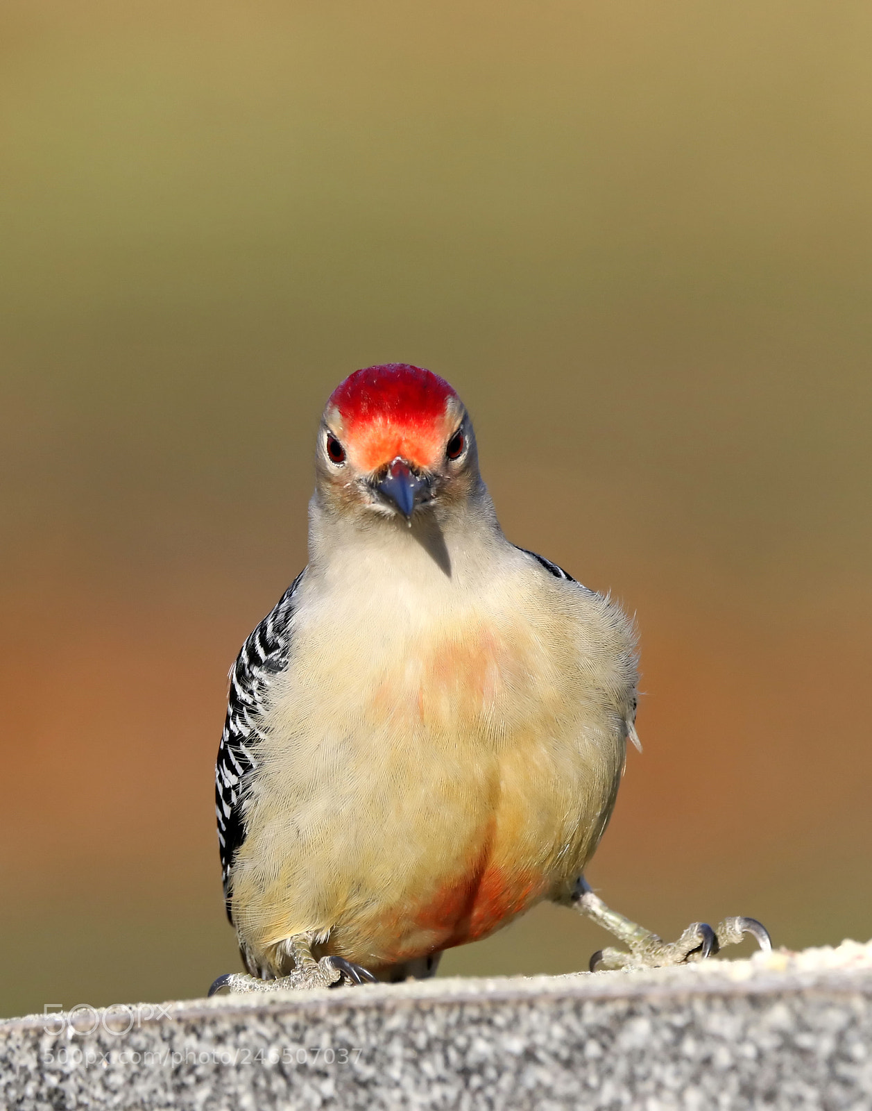 Canon EOS 7D Mark II sample photo. Red-bellied woodpecker photography