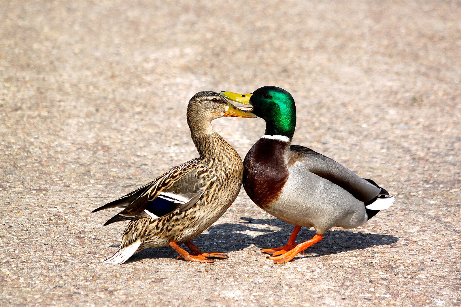 Canon EOS 500D (EOS Rebel T1i / EOS Kiss X3) sample photo. Amour de colvert! photography