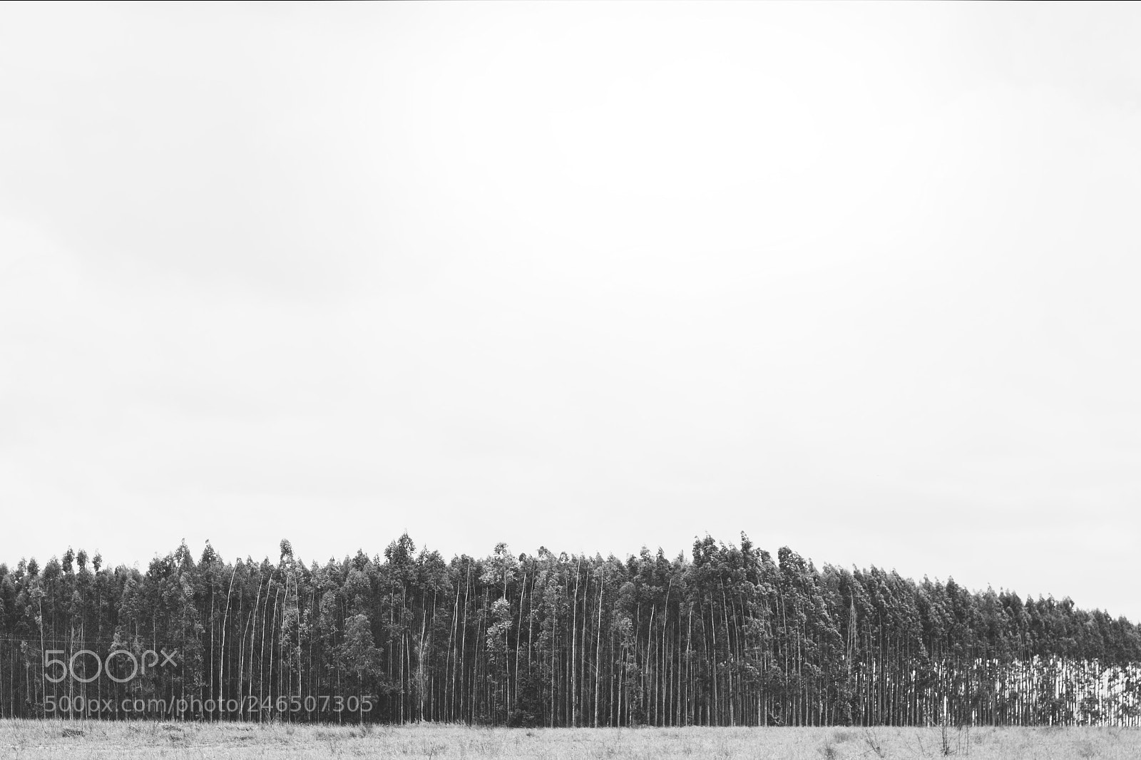 Canon EOS 60D sample photo. Untitled photography