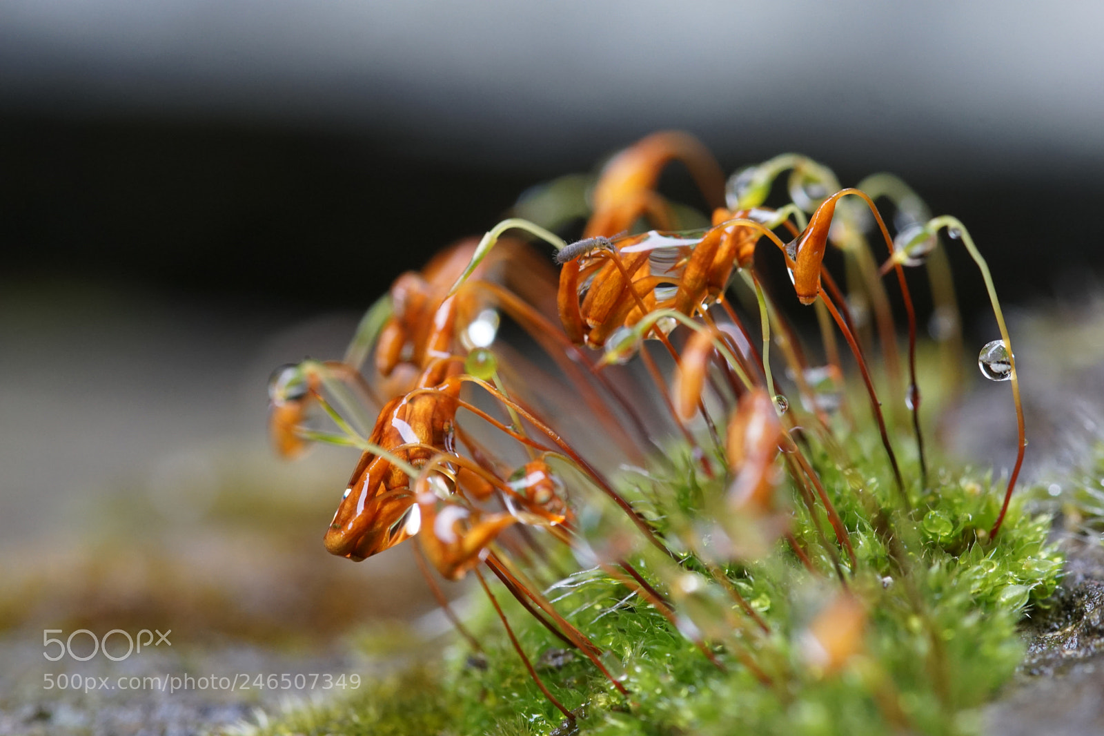 Sony ILCA-77M2 sample photo. Insecte invit sur la photography