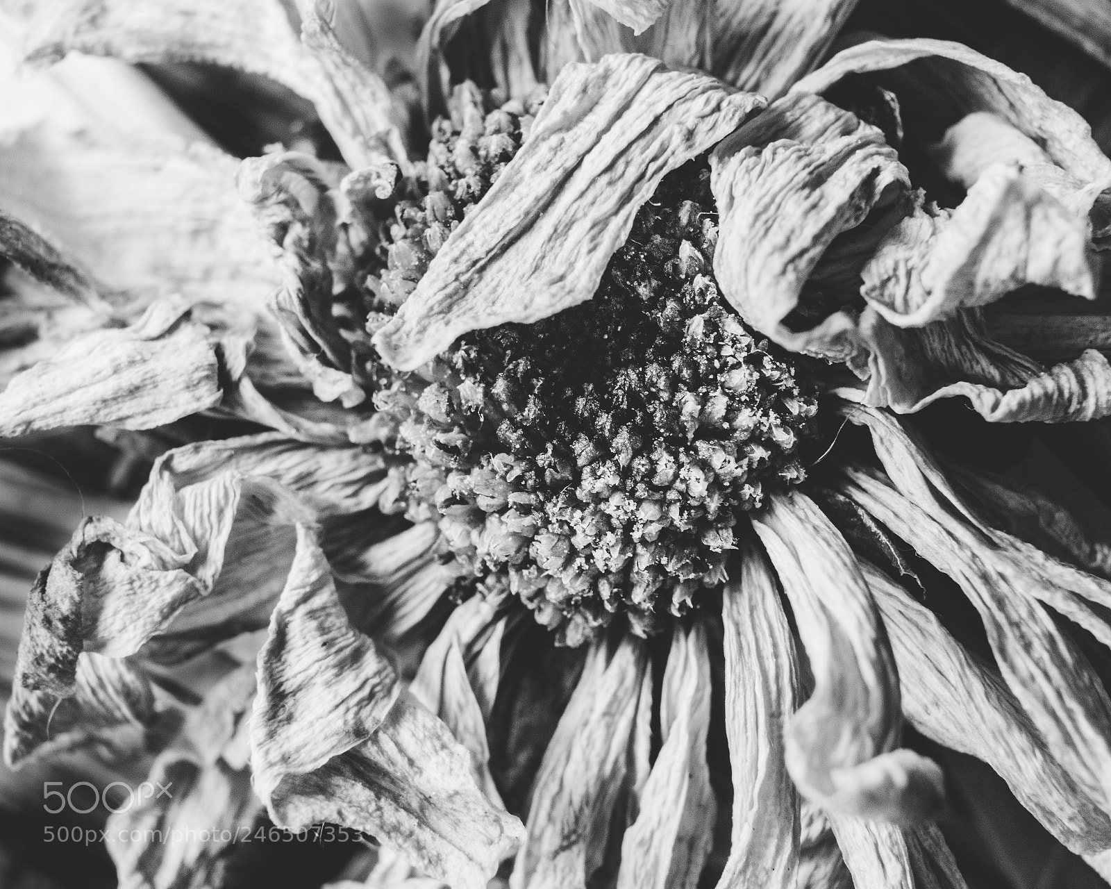 Canon EOS 760D (EOS Rebel T6s / EOS 8000D) sample photo. Too afraid to love photography