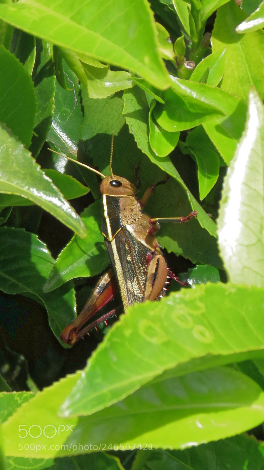 Canon PowerShot SX40 HS sample photo. Criquet photography