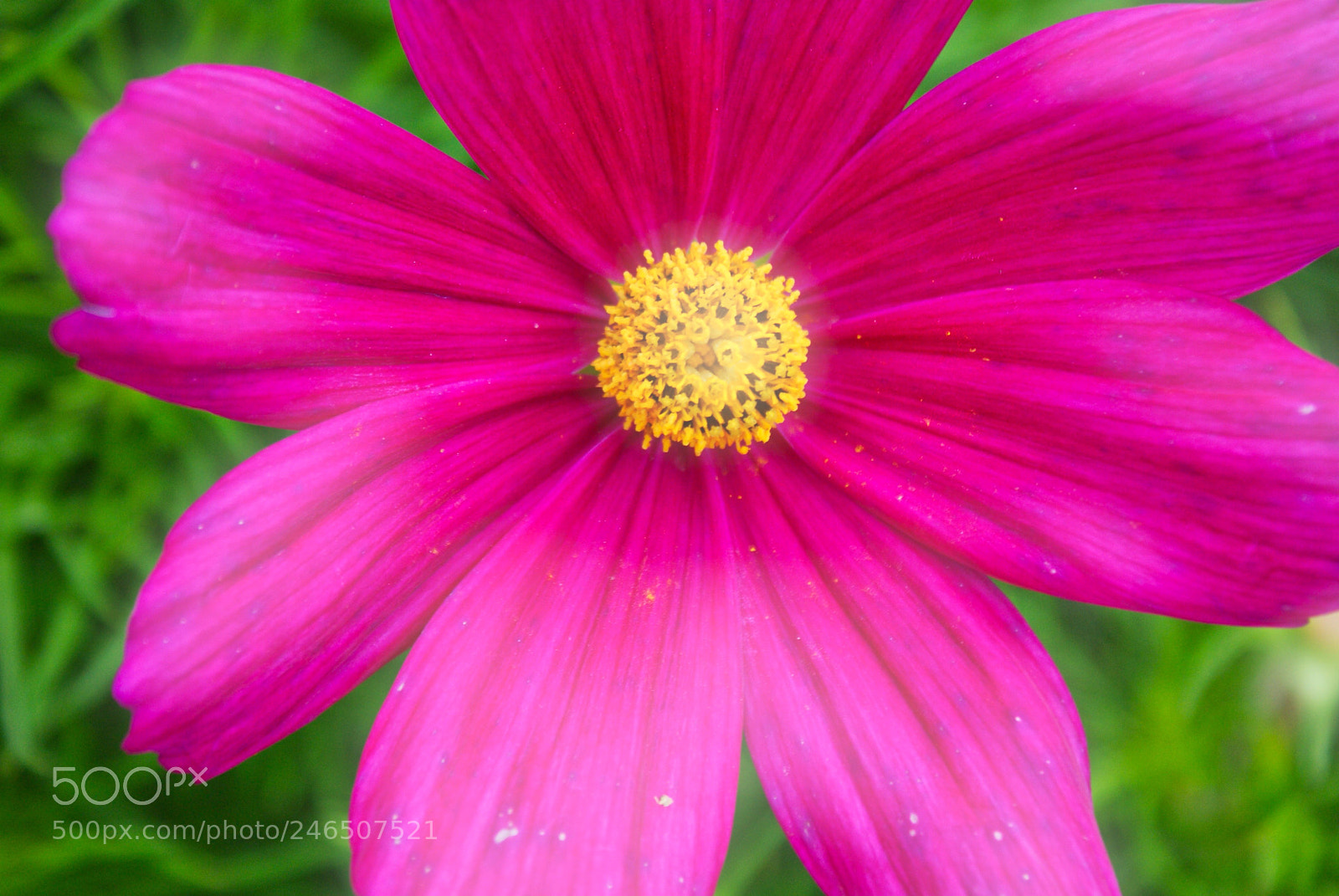 Sony Alpha DSLR-A200 sample photo. Flower photography