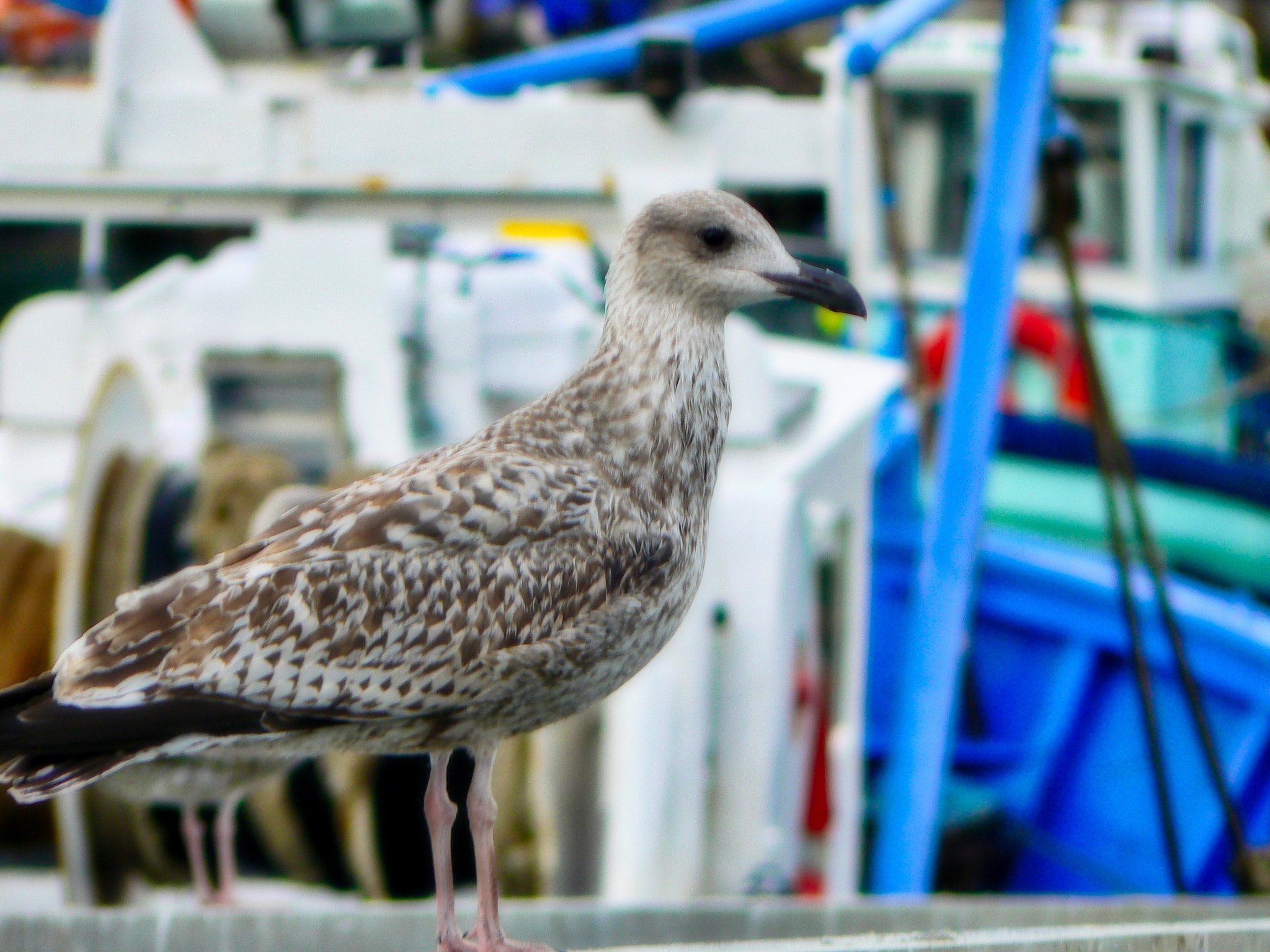 Panasonic DMC-FZ7 sample photo. Sea gull photography