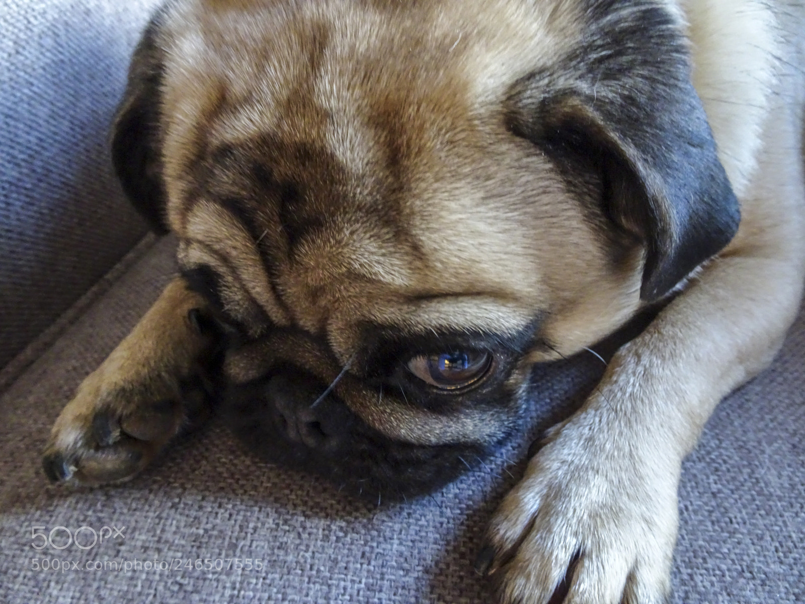 Sony Cyber-shot DSC-HX80 sample photo. Sybil the pug photography
