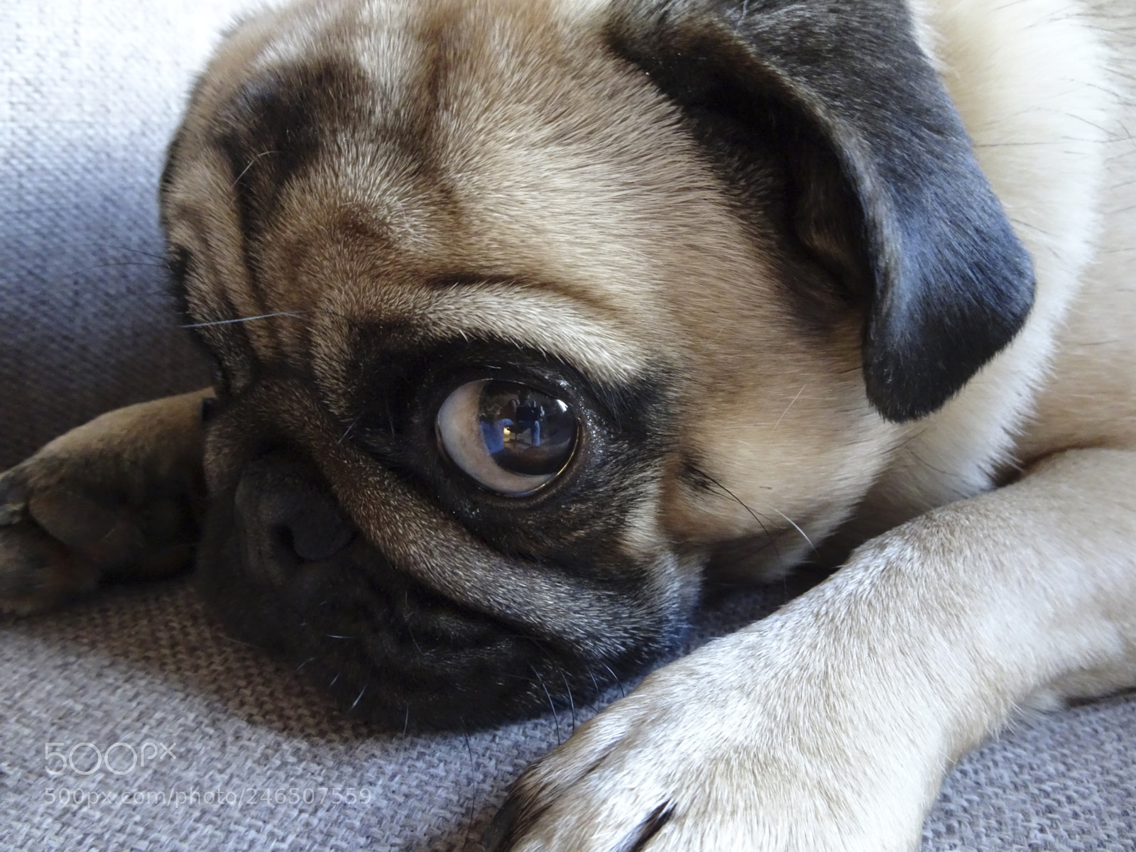 Sony Cyber-shot DSC-HX80 sample photo. Sybil the pug photography