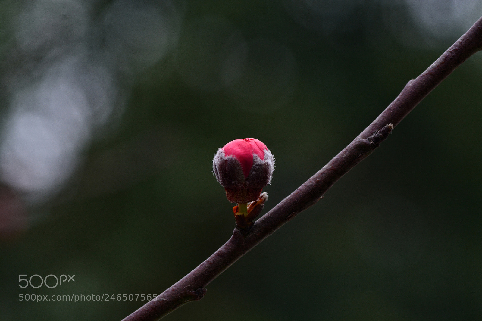 Nikon D7100 sample photo. Untitled photography