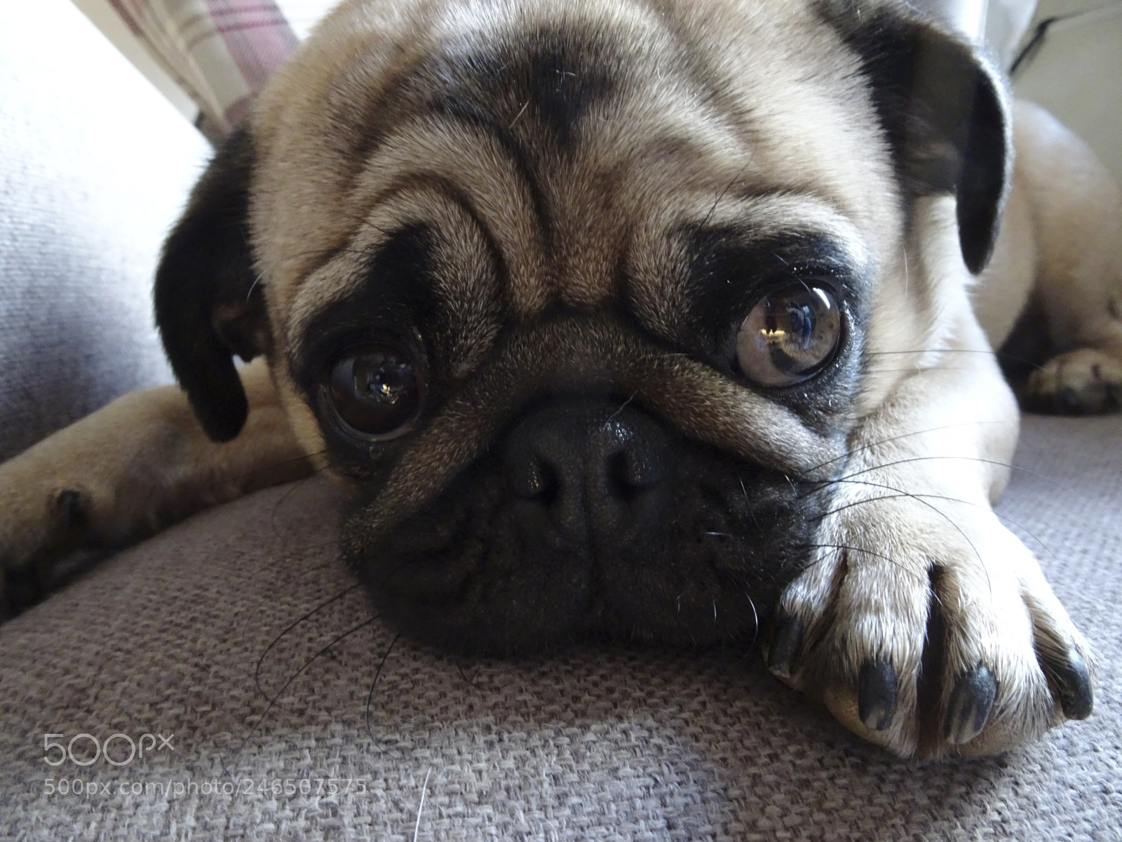 Sony Cyber-shot DSC-HX80 sample photo. Sybil the pug photography
