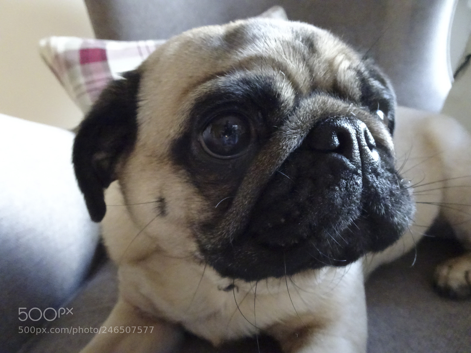 Sony Cyber-shot DSC-HX80 sample photo. Sybil the pug photography
