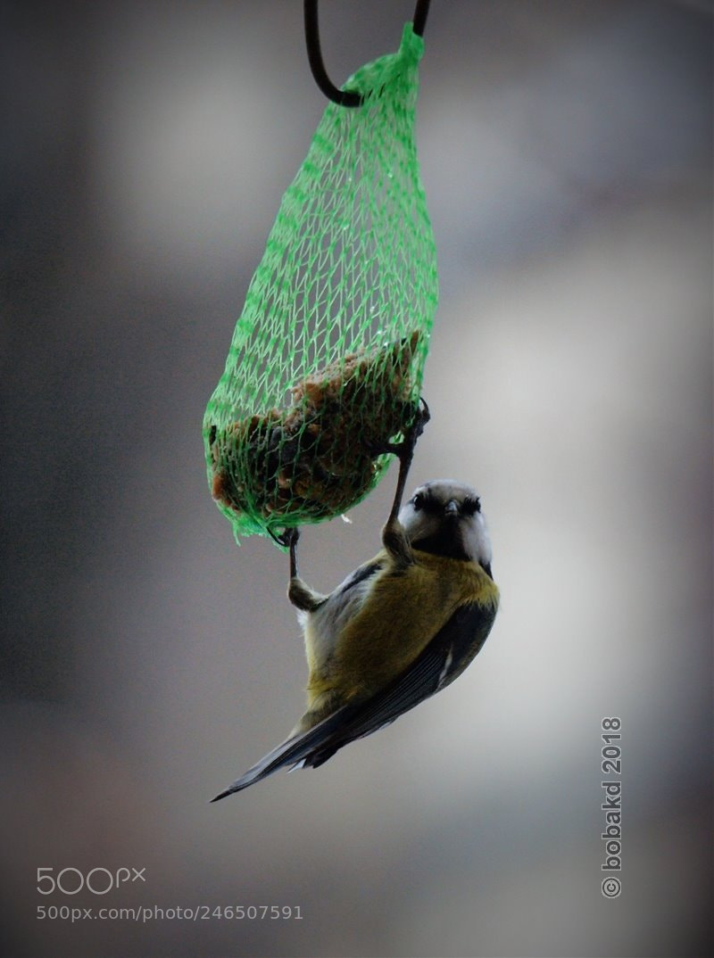 Olympus E-620 (EVOLT E-620) sample photo. K k cinege cyanistes photography