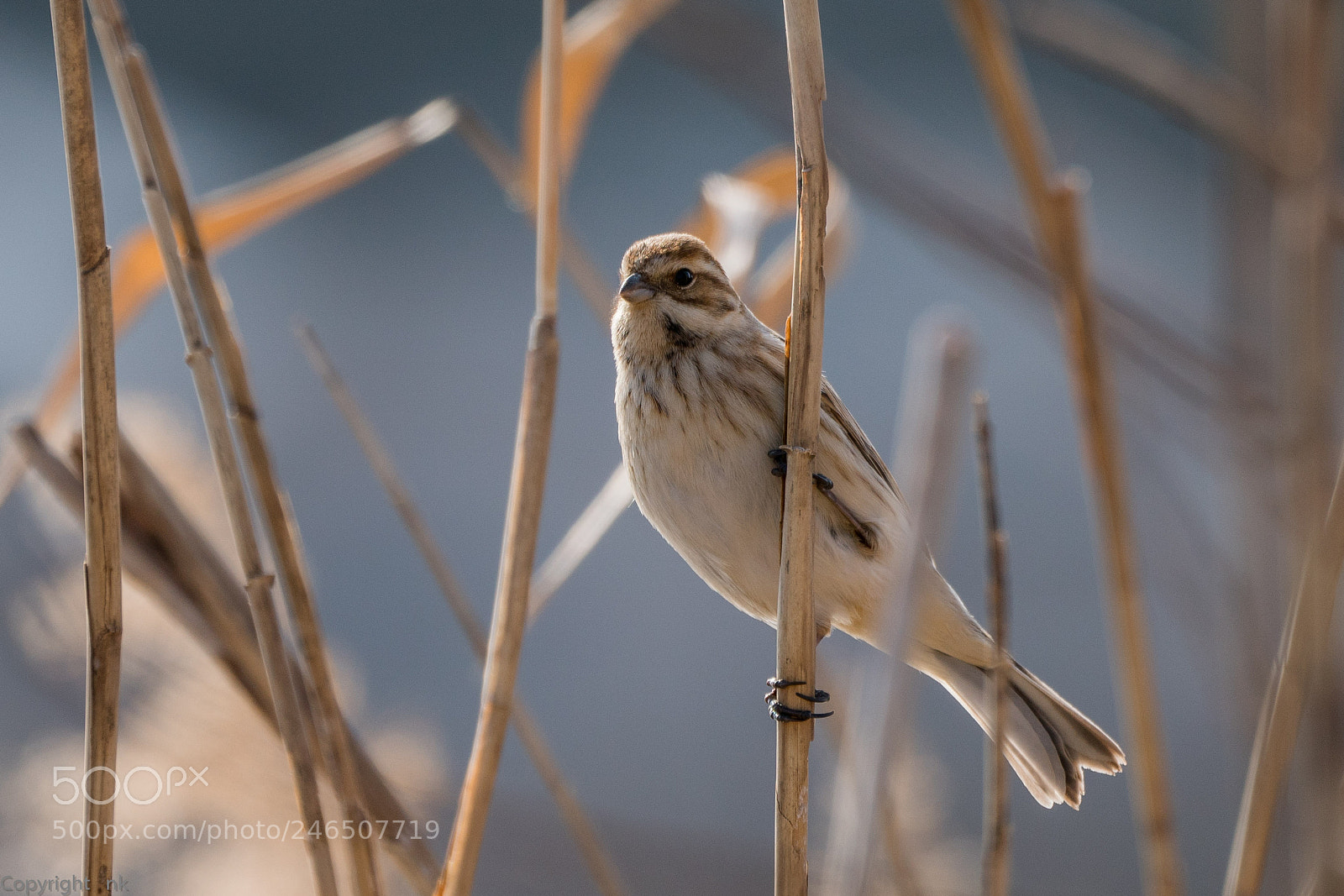 Sony a6500 sample photo. Common reed bunting photography