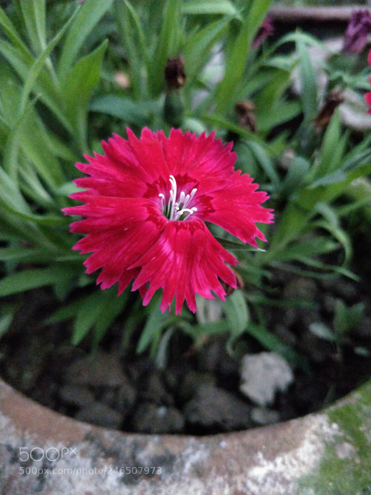OnePlus 5 sample photo. 'sup little one? photography