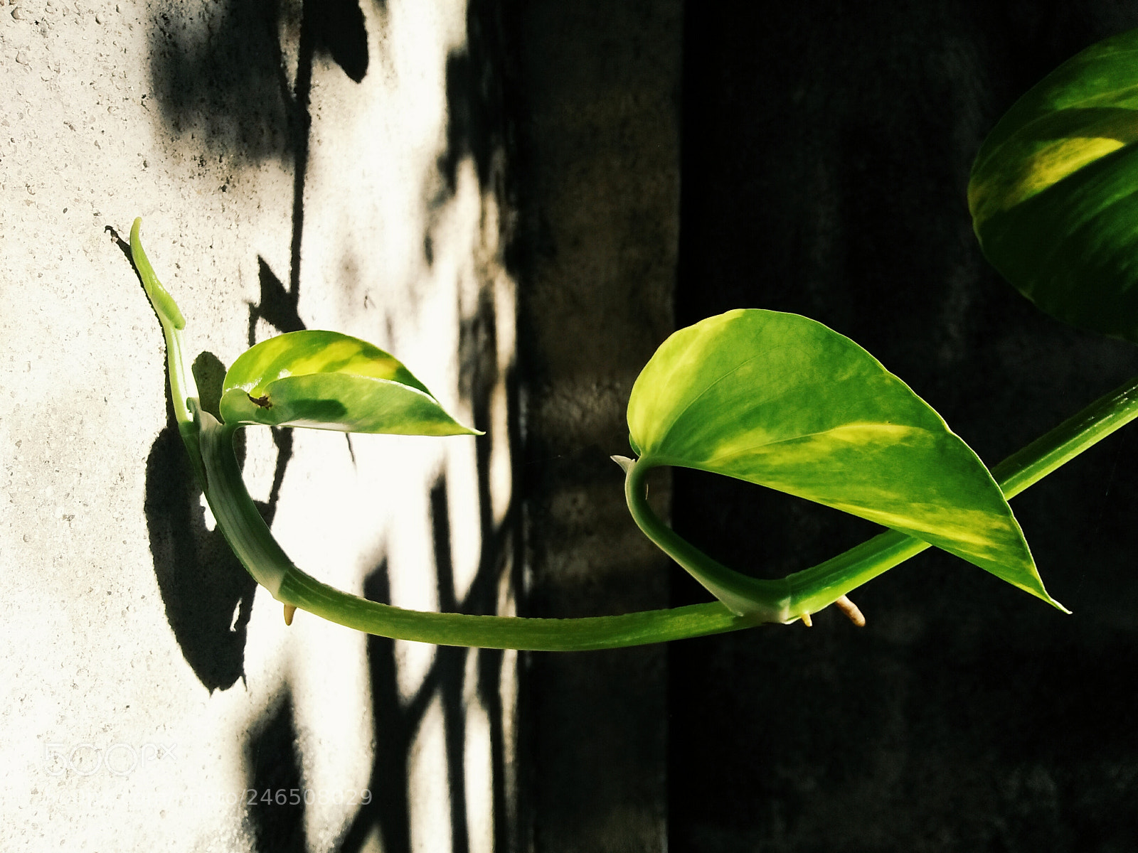 OPPO A37fw-International sample photo. Leaves photography